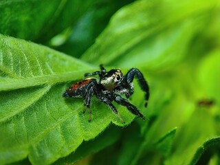 Closeup view of a spider on a leaf