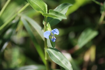 Cambodia. Commelina diffusa, sometimes known as the climbing dayflower or spreading dayflower, is a...