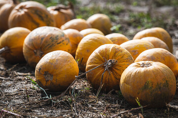 Herbstzeit- Kürbiszeit: orange leuchtende Kürbisse aufgereiht zum ernten auf einem Feld -...