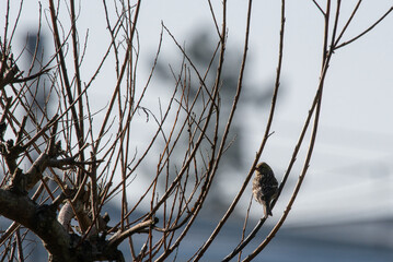 gorrion posado en uan rama