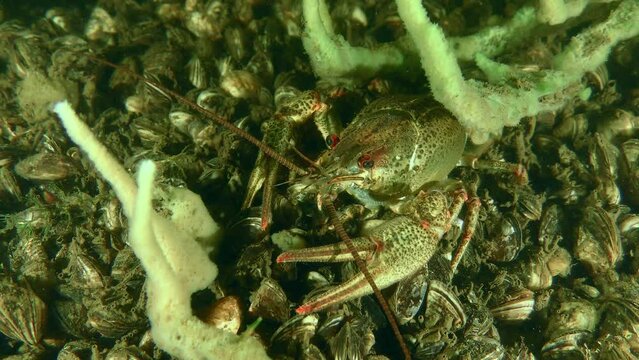 Red-clawed crayfish  (Astacus astacus) sits on the bottom covered with shells, hiding under a sponge.