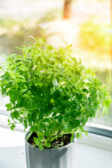 Fresh basil herbs in a pot. Indoor plant growing in a pot on a white kitchen windowsill. Dense green leaves of an aromatic herb.
