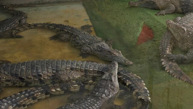 There are a lot of crocodiles in a small pond in a zoo in a terrarium.