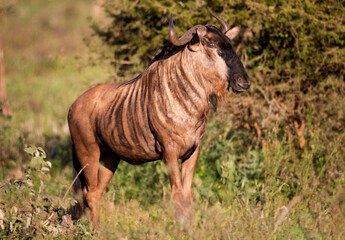 A specimen of Connochaetes which are commonly known as wildebeest, these antelopes are herbivorous...