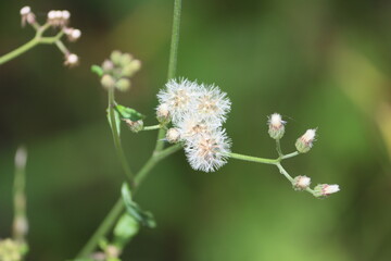Cyanthillium cinereum (also known as little ironweed and poovamkurunnal or poovamkurunnila in Malayalam, and monara kudumbiya in Sinhalese) is a species of perennial plants in the sunflower family