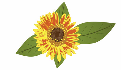 sunflower isolated on white