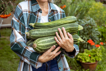 harvest of zucchini in the hands of a farmer. Agriculture