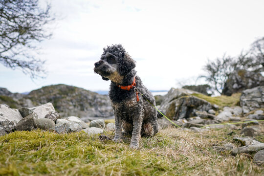 Santo the dog in Hotvik, Austevoll, Norway