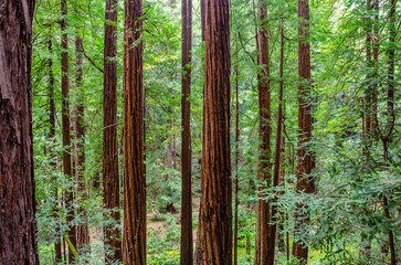 Tall redwood sequoia trees in Muir Woods in Marin County, California, USA