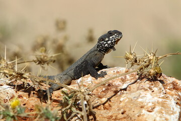 A lizard sits on a stone in a city park.