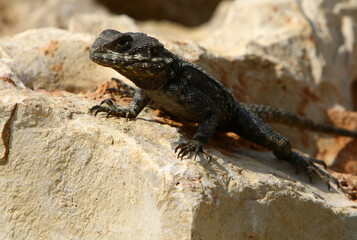 A lizard sits on a stone in a city park.