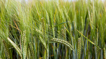 Green wheat touching and growing in an East Hertfordshire field, just turning brown and soon ready for its July harvest
