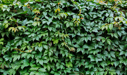 Decorative background of wild green grapes leaves. Nature texture. Banner. Five-leaved ivy natural wallpaper. Copy space. Garden hedge. Thickets creeper. Front and back yard decor. Autumn landscape