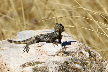 A lizard sits on a stone in a city park.