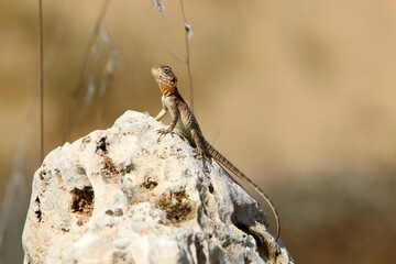 A lizard sits on a stone in a city park.