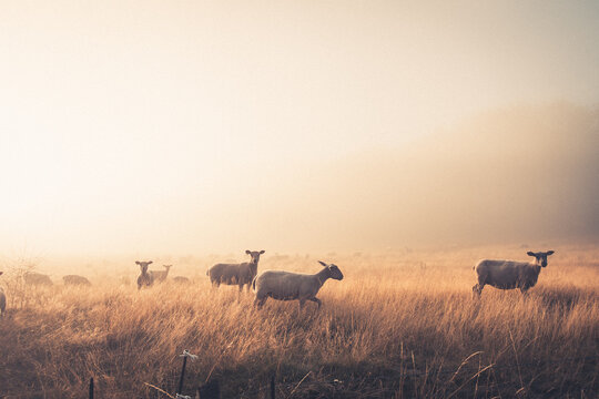 troupeau de mouton dans une brume matinale
