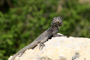 A lizard sits on a stone in a city park.