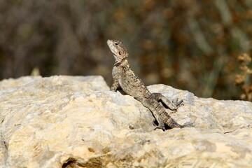 A lizard sits on a stone in a city park.
