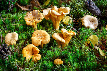 Edible mushrooms. Chanterelle mushrooms in a moss forest. Selective focus. © Boris