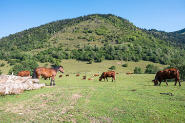 Fototapeta na wymiar Troupeaux de vaches et de chevaux en été dans les Pyrénées