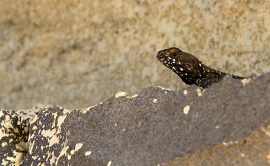 A lizard sits on a stone in a city park.