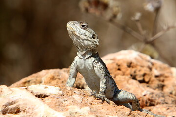 A lizard sits on a stone in a city park.