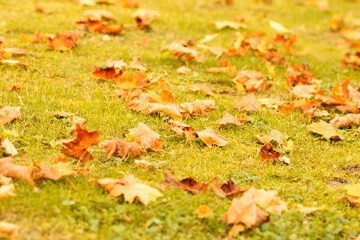 autumn leaves on grass