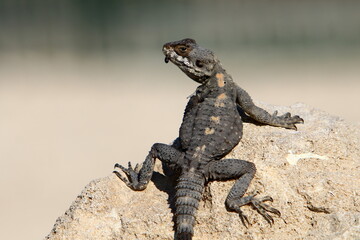 A lizard sits on a stone in a city park.