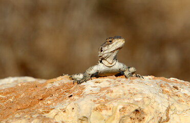 A lizard sits on a stone in a city park.