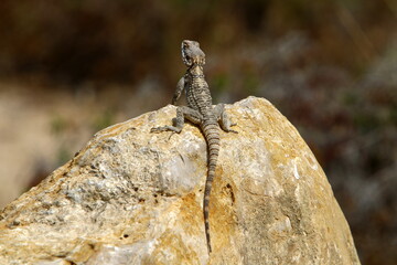 A lizard sits on a stone in a city park.