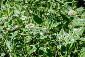 Many small vivid variegated green and white leaves on branches of Cornus Alba Elegantissima shrub.in a garden in a sunny spring day, beautiful outdoor botanical background with selective focus