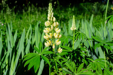 Close up of many vivid yellow Lupinus flowers, commonly known as lupin or lupine, in full bloom and green grass in a sunny spring garden, beautiful outdoor floral background .