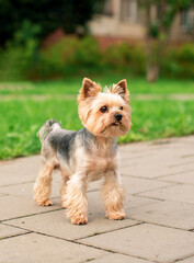 A dog of the Yorkshire terrier breed stands on the sidewalk against a background of blurred green grass and trees. A beautiful dog, a friend of a man, looks attentively. The photo is blurred.