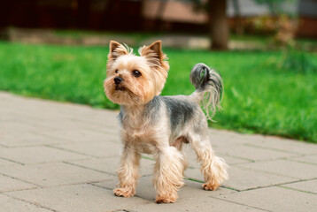 A dog of the Yorkshire terrier breed stands on the sidewalk against a background of blurred green grass and trees. A beautiful dog, a friend of a man, looks attentively. The photo is blurred.