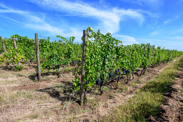 Fototapeta na wymiar Row with large plants with many ripe organic dark black grapes and green leaves in vineyard in a sunny autumn day .