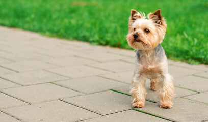 A dog of the Yorkshire terrier breed stands on the sidewalk against a background of blurred green...