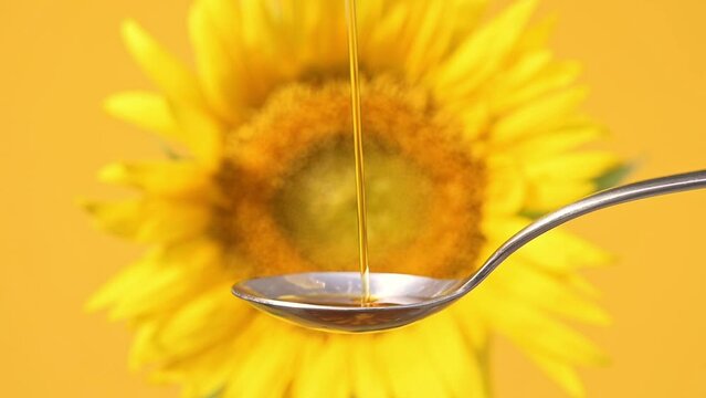 Slow motion footage of sunflower oil pouring into tablespoon against the backdrop of blooming yellow sunflower. Production of sunflower oil for food, cooking. Agriculture, agribusiness