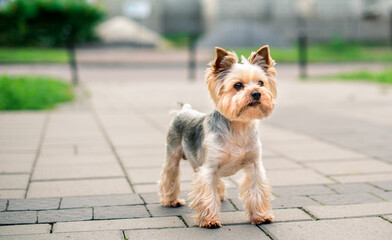 A dog of the Yorkshire terrier breed stands on the sidewalk against a background of blurred green grass. A beautiful dog looks carefully on the background of the road. The photo is blurred.