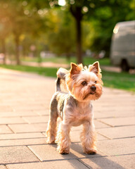 A dog of the Yorkshire terrier breed stands against the background of blurred trees and the sunset. The beautiful dog is eight years old. The photo is blurred.