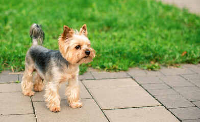 A dog of the Yorkshire terrier breed stands on the sidewalk against a background of blurred green grass and trees. A beautiful dog, a friend of a man, looks attentively. The photo is blurred.