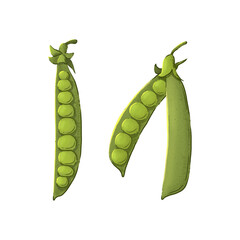 Autumn harvest: peas. Color illustration on a white background.