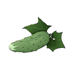 Autumn harvest: cucumber. Color illustration on a white background.