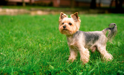 A dog of the Yorkshire terrier breed stands on a background of blurred green grass. The beautiful...