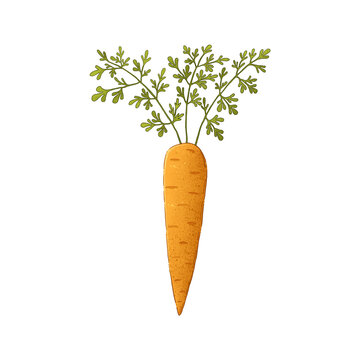 Autumn harvest: carrots. Color illustration on a white background.