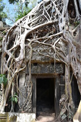 Sprawling Banyan Tree Overgrowth Portrait, Medium Shot, Ta Prohm Temple, Siem Reap, Cambodia