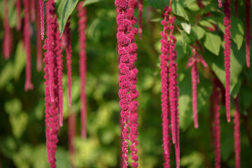 Amaranthus caudatus flower. Red long flowers. Decorative unusual red purple plants in garden. Long...