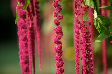 Amaranthus caudatus. Red long flowers. Decorative unusual red purple plants in garden. Long tassels of crimson PonyTails flowers hang down
