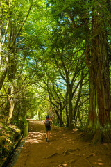 Fototapeta premium Tourist walking in summer on the Levada do Caldeirao Verde trail, Queimadas, Madeira