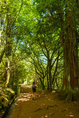 Tourist walking in summer on the Levada do Caldeirao Verde trail, Queimadas, Madeira