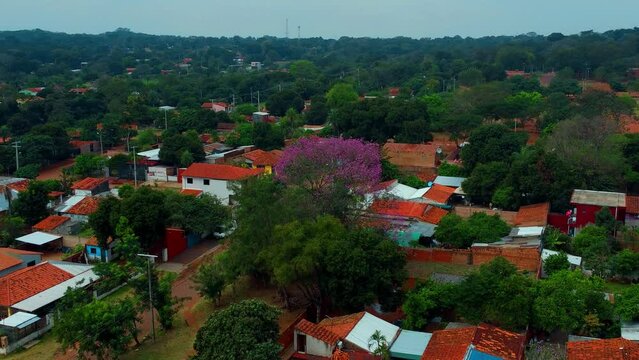 Beautiful purple tree in the middle of the village (Arbol Tajy) in Paraguay.